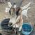 Goats 2 thumbnail