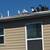Pigeon 3 thumbnail