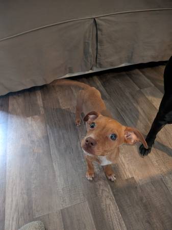 6 month old Chiweenie (Ocala)63861890046209121