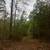 Up to 2 acres avail-Neches River/Davy Crockett Natl Pk/Mission Tejas 9 thumbnail