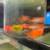 African Cichlid Peacocks 6 thumbnail