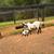 Nigerian dwarf herd 3 thumbnail