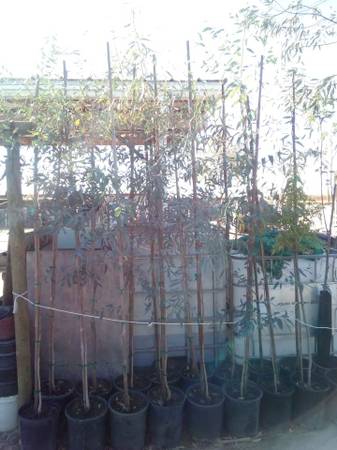 Eucalyptus Shade Trees 8 ft 1
