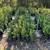 Blueberry Plants 3 thumbnail