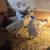 Silkies chickens 1 thumbnail