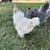 Young Roosters 2 thumbnail