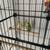Young Parakeet 3 thumbnail