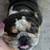 English bulldog male 4 thumbnail