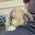 Mini lop Show/Rare Bunny / Rabbit 4 thumbnail