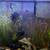 Planted Aquarium 2 thumbnail