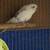 Parakeets 3 thumbnail