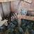 ***CHICKENS*** 1 thumbnail