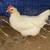 American Bresse Hen/Rooster 5-6 mos old 2 thumbnail