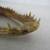 Genuine Taxidermy Alligator Head with Jaws & Teeth 8 1/2" Length 8 thumbnail