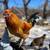Bantam Roosters 8 thumbnail