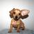 Mini Dachshund Puppies 5 thumbnail