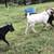 Kiko Boer cross service buck 8 thumbnail