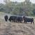 30+ Second Period Cows 1 thumbnail