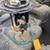 Mobile Mechanic--Reliable, Affordable Auto Repair 14 thumbnail