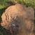 Stump Grinding 1 thumbnail