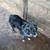 Mini Australian Shepherd 4 thumbnail