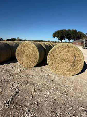 Cow hay peanut round bales 🥜 1