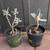 9 succulents, cacti plants 7 thumbnail