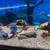 75-GALLON CICHILD AQUARIUM SETUP EVERYTHING INCLUDED! 2 thumbnail