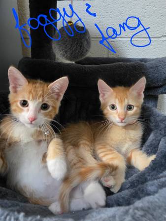 Bonded pair 1