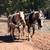 section A Welsh ponies, buckboard, cart, harnesses, saddle etc 13 thumbnail