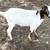 Nigerian dwarf does 3 thumbnail