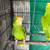 Amazon yellow head parrots 10 thumbnail