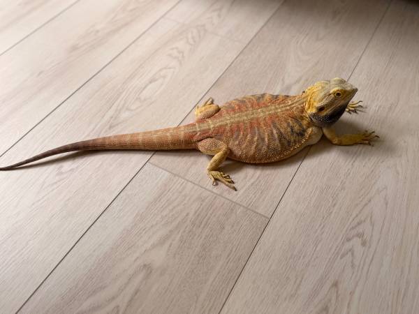 Bearded dragon for rehoming 1