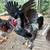 Dark Brahma Rooster 5 thumbnail
