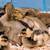 Mixed Ducklings 3 thumbnail