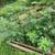 fig trees in pots 3 thumbnail