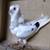 Capuchine Fancy Show Pigeons 4 thumbnail