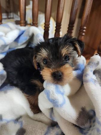 Yorkies (Horse Cave)63897668504195123