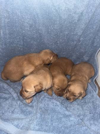 AKC Golden Retriever 1