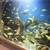 Aquarium fishes/ African cichlids 2 thumbnail