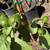 Guava Tree 12 thumbnail