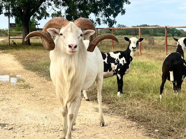 Ram 1