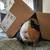 Guinea Pigs!!!! 3 thumbnail