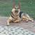 German Shepherd Puppies – 7 Weeks – $800 20 thumbnail