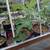Fig in pots 3 thumbnail
