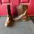 Red Wing Size 11 Boots 10 thumbnail