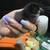 Easter Egger Chicks 3 thumbnail