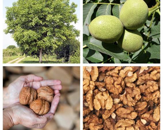 WALNUTS 1