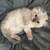 Beautiful British longhair kittens 16 thumbnail