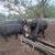 Bred cows 2 thumbnail